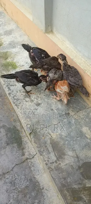 ৮ পিস আসিল শর্টনল বাচ্চা