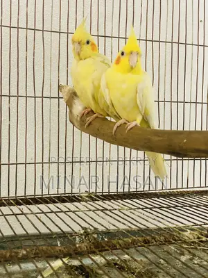 Cockatiel Adult Pair