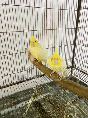 Cockatiel Adult Pair