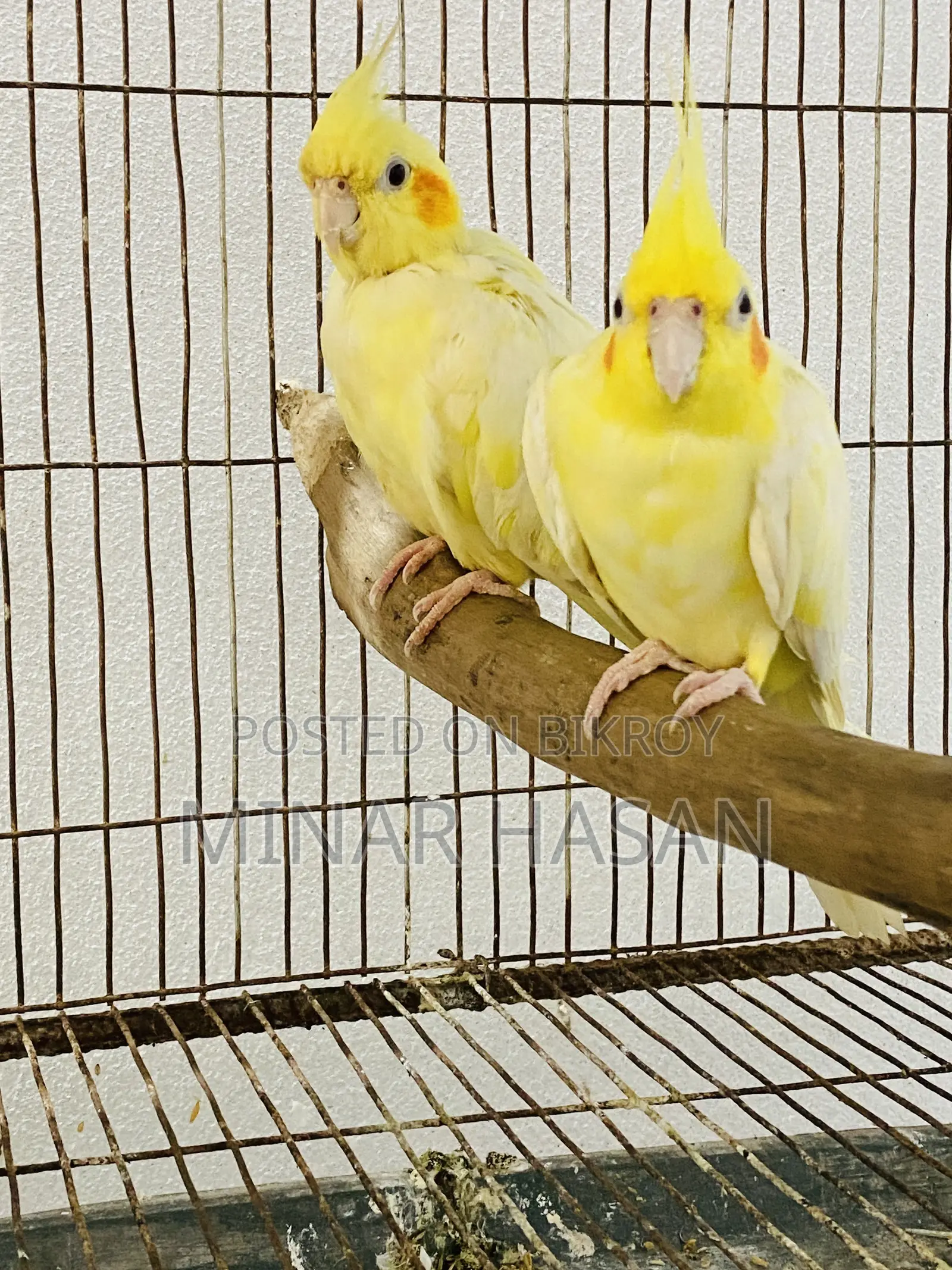 Cockatiel Adult Pair