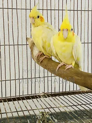 Cockatiel Adult Pair