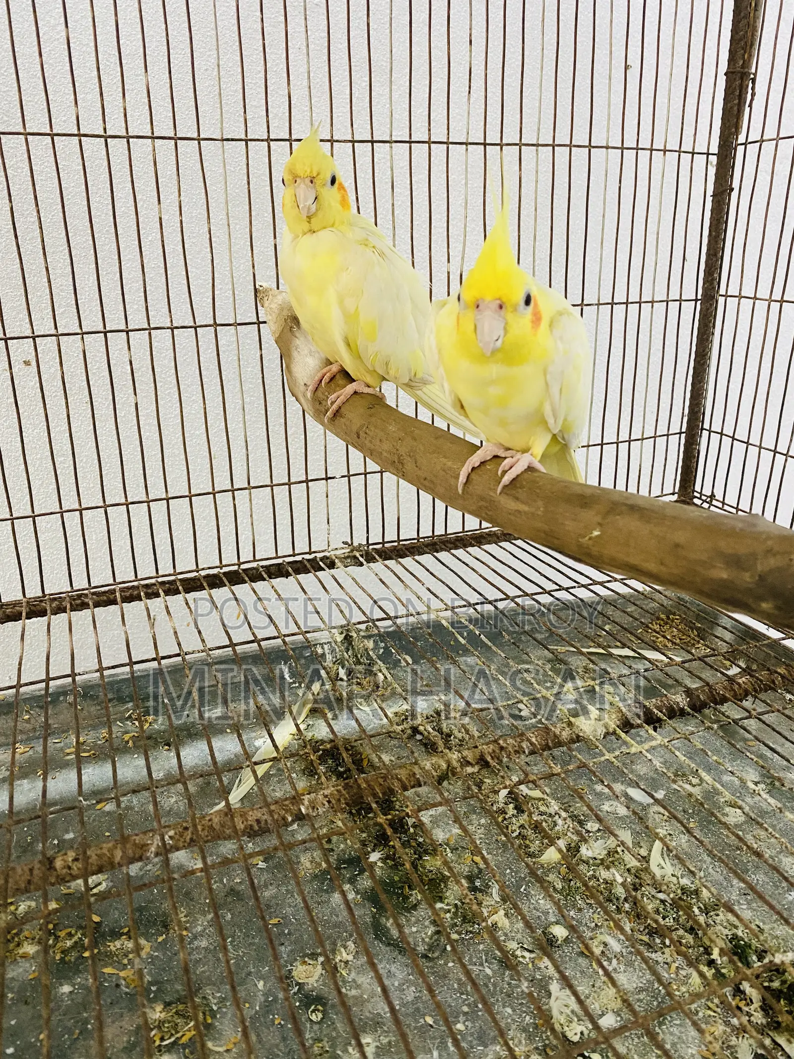 Cockatiel Adult Pair