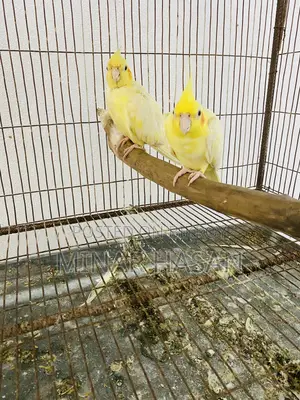 Cockatiel Adult Pair