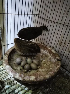 কিং কোয়েল রানিং পেয়ার ডিম পাড়া পাখি