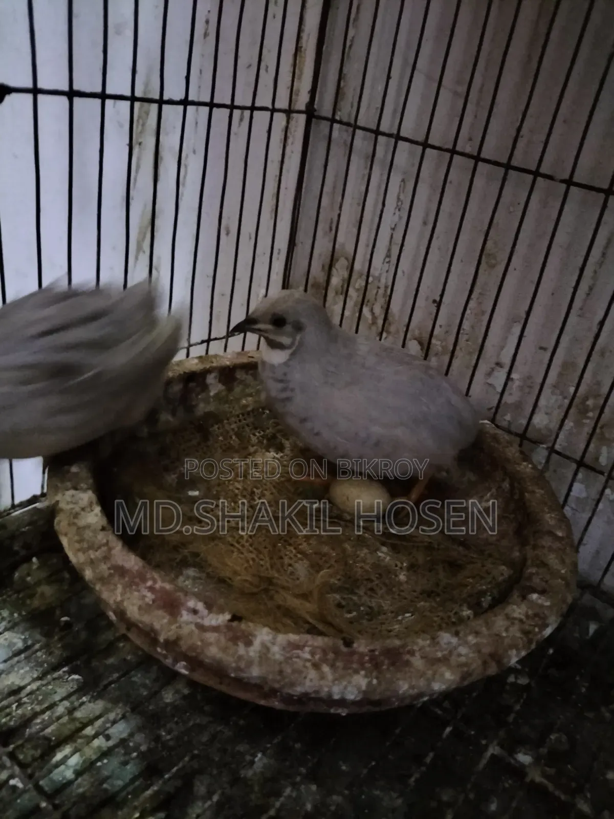 কিং কোয়েল রানিং পেয়ার ডিম পাড়া পাখি