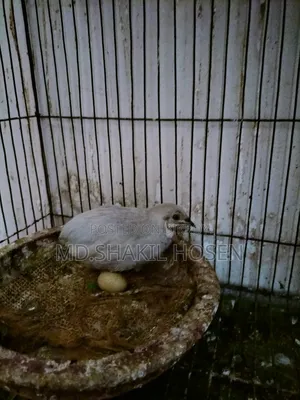 কিং কোয়েল রানিং পেয়ার ডিম পাড়া পাখি