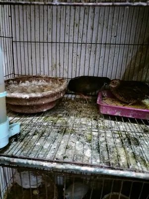কিং কোয়েল রানিং পেয়ার ডিম পাড়া পাখি