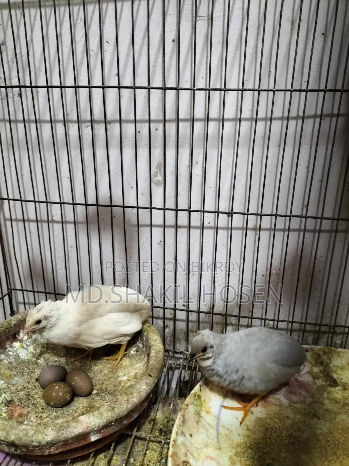 কিং কোয়েল রানিং পেয়ার ডিম পাড়া পাখি