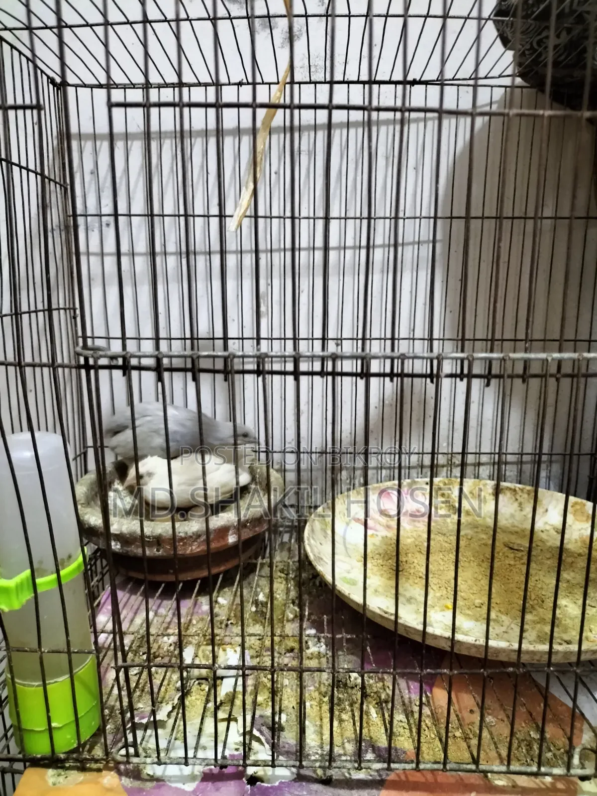কিং কোয়েল রানিং পেয়ার ডিম পাড়া পাখি
