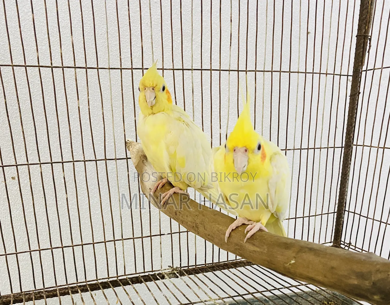 Cockatiel Adult Pair