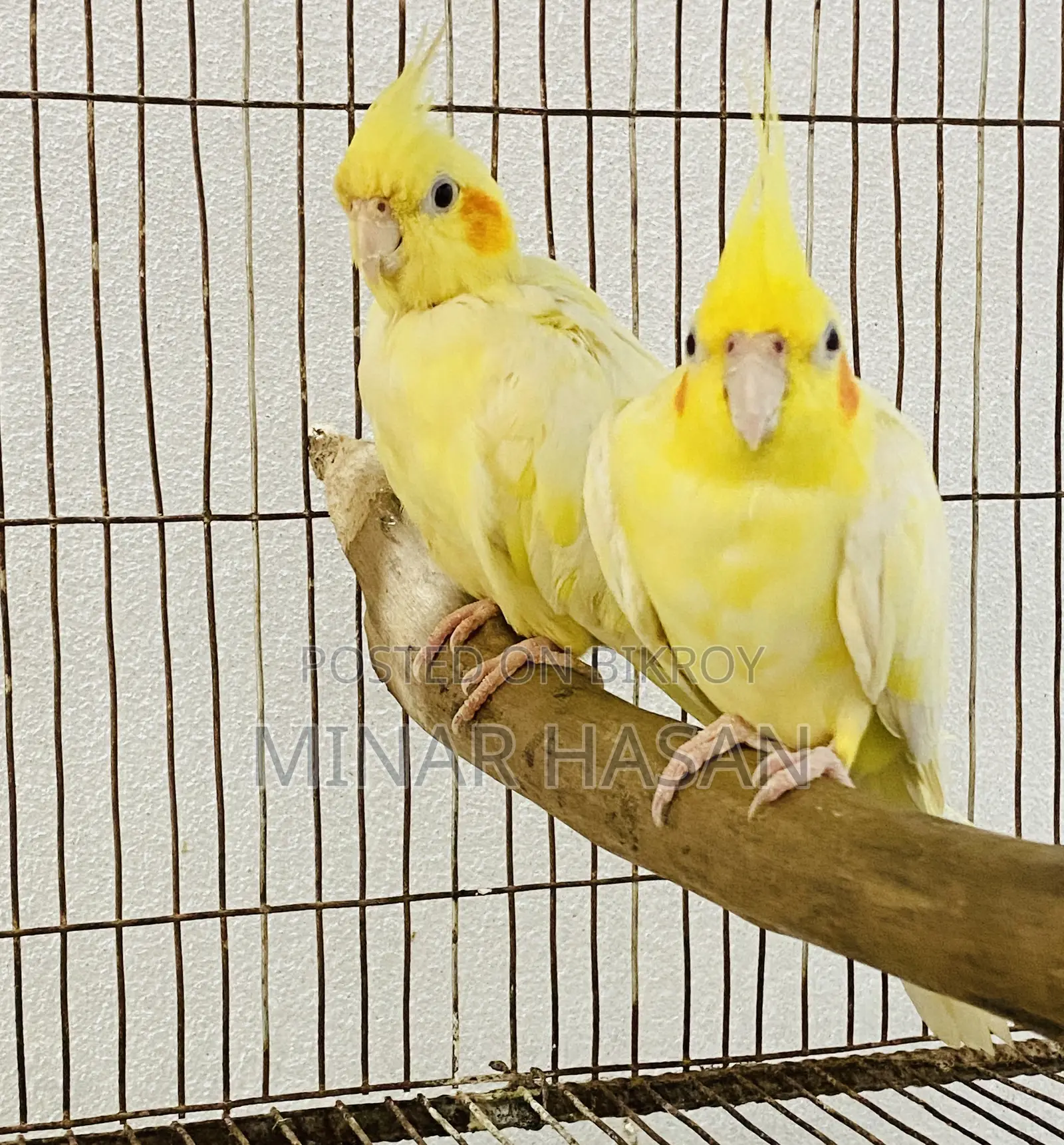 Cockatiel Adult Pair