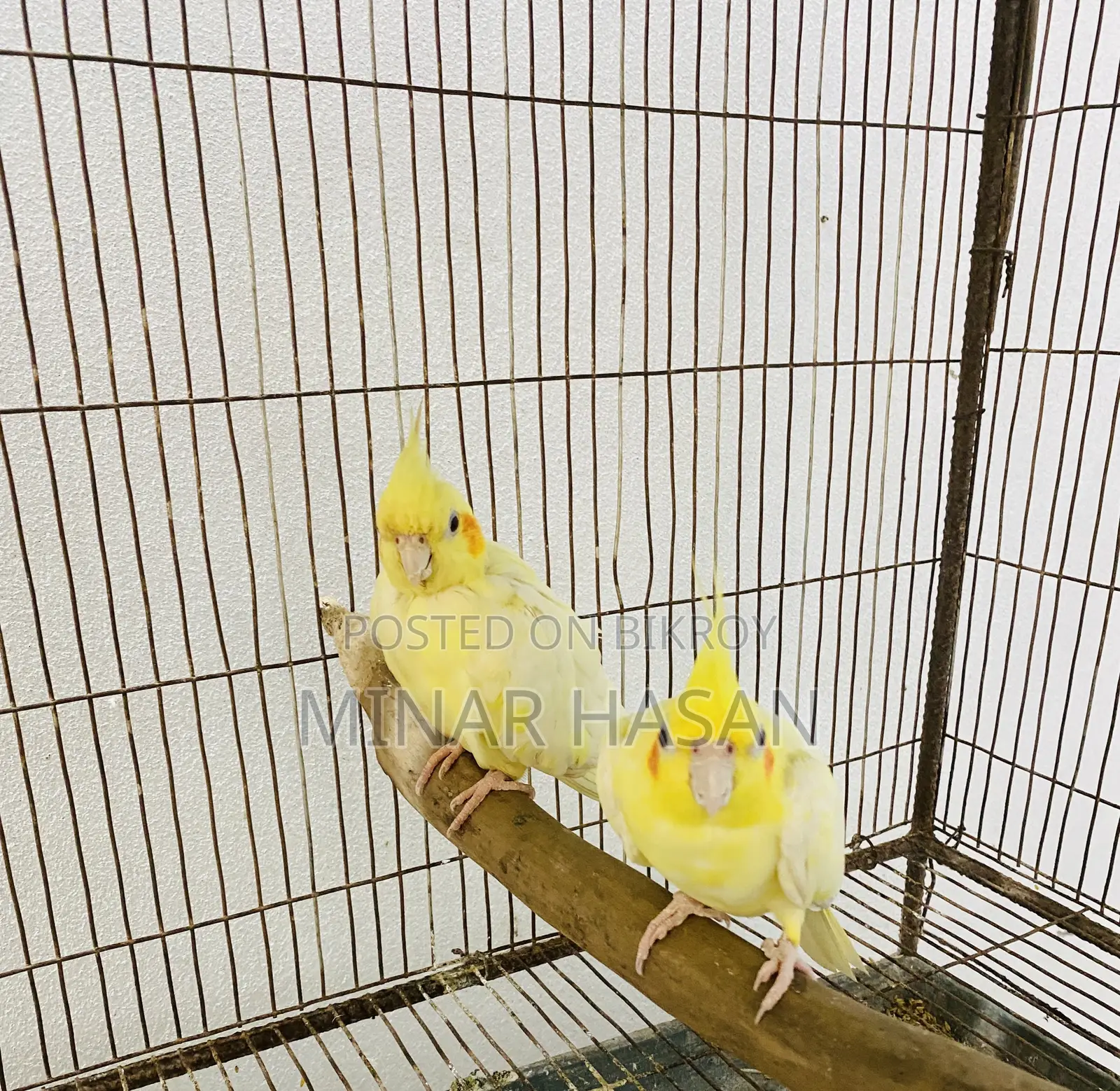 Cockatiel Adult Pair