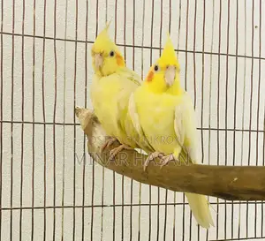 Cockatiel Adult Pair