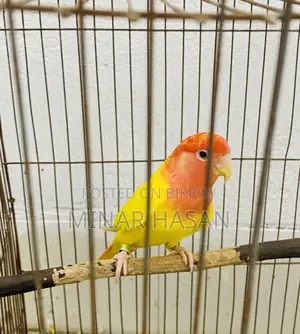 Lutino Opaline Love Bird Adult