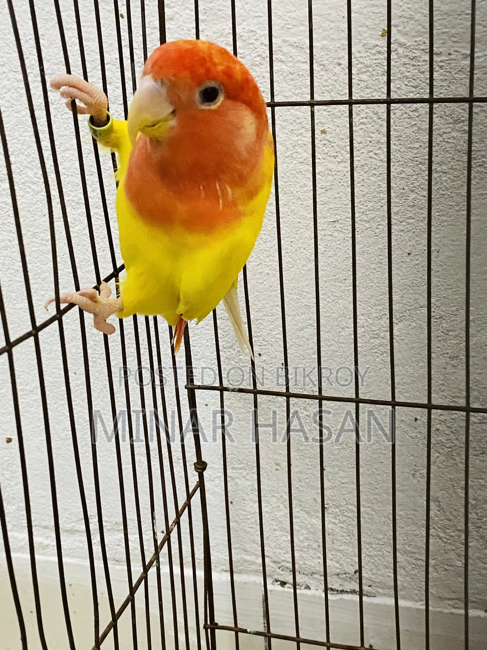 Lutino Opaline Love Bird Adult