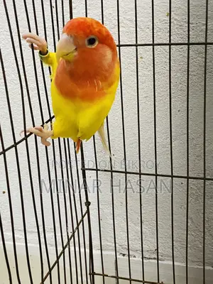 Lutino Opaline Love Bird Adult