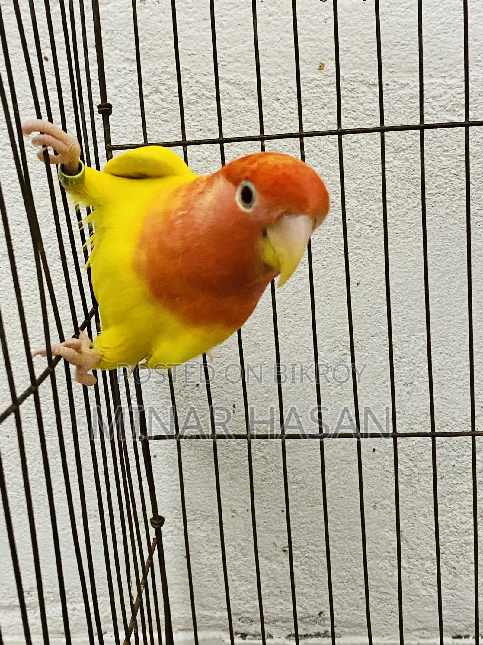 Lutino Opaline Love Bird Adult