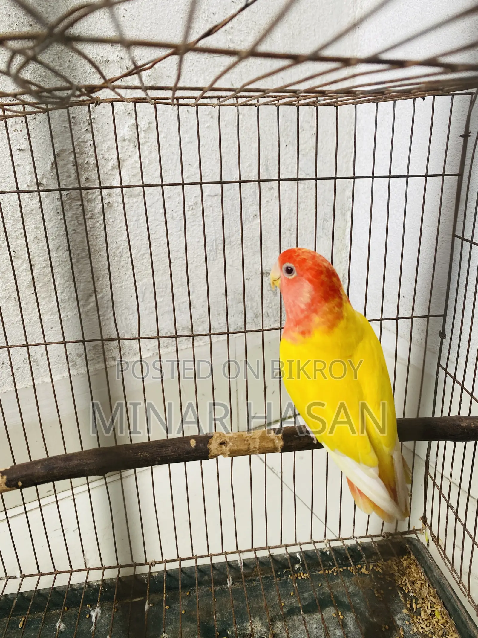 Lutino Opaline Love Bird Adult