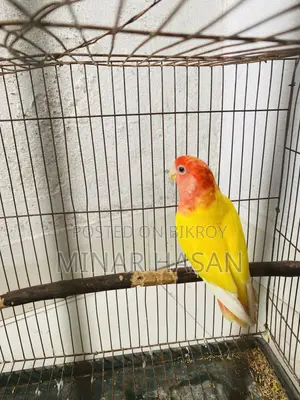 Lutino Opaline Love Bird Adult