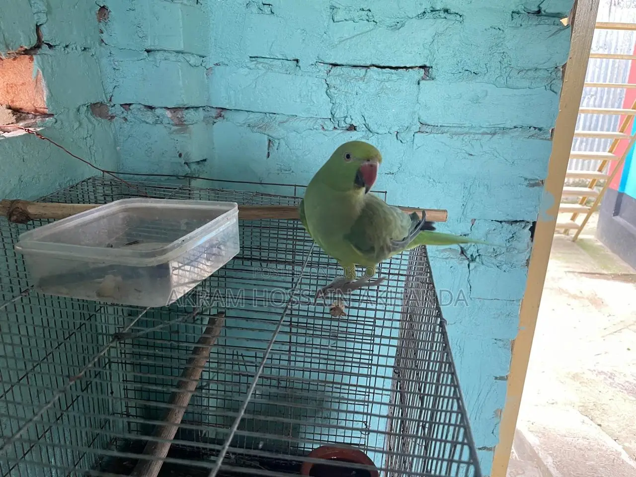 My Parrot Urgent for Sell
