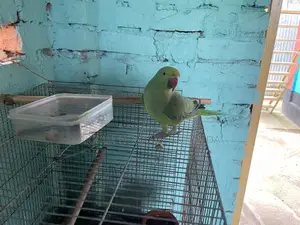 My Parrot Urgent for Sell