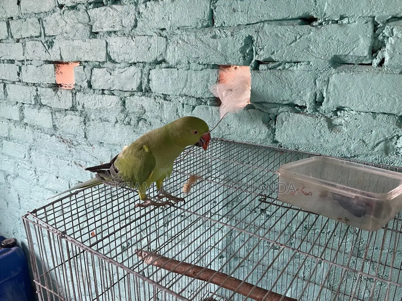My Parrot Urgent for Sell