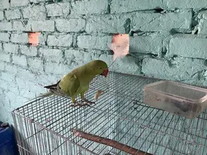 My Parrot Urgent for Sell