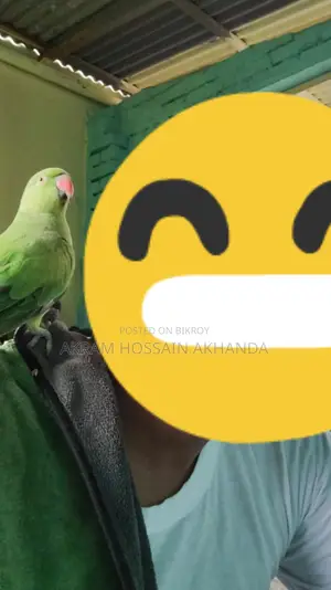 My Parrot Urgent for Sell