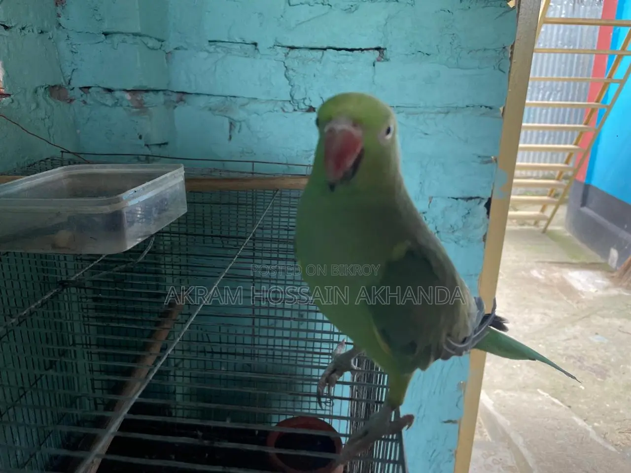 My Parrot Urgent for Sell