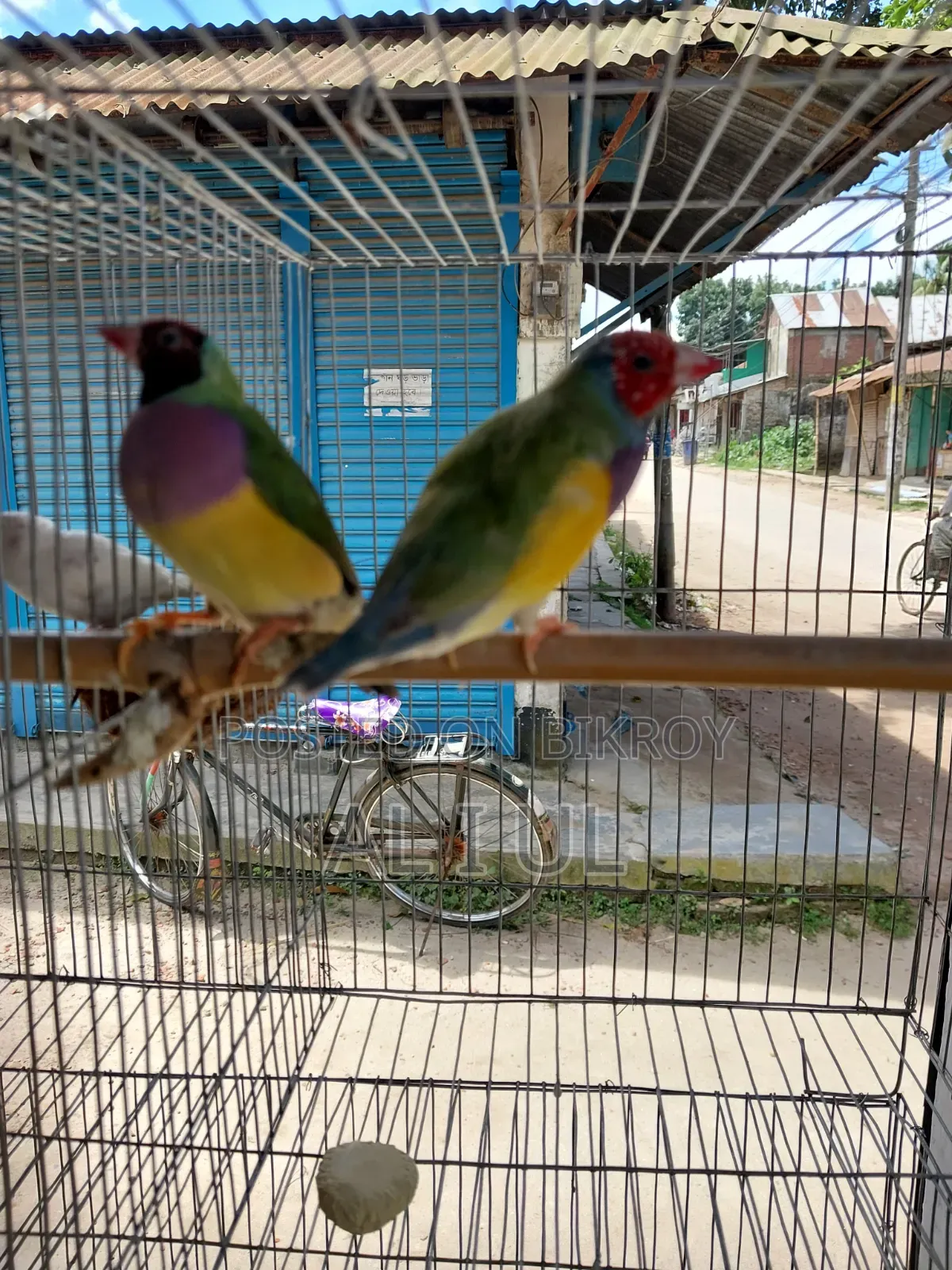 Gouldian Finch