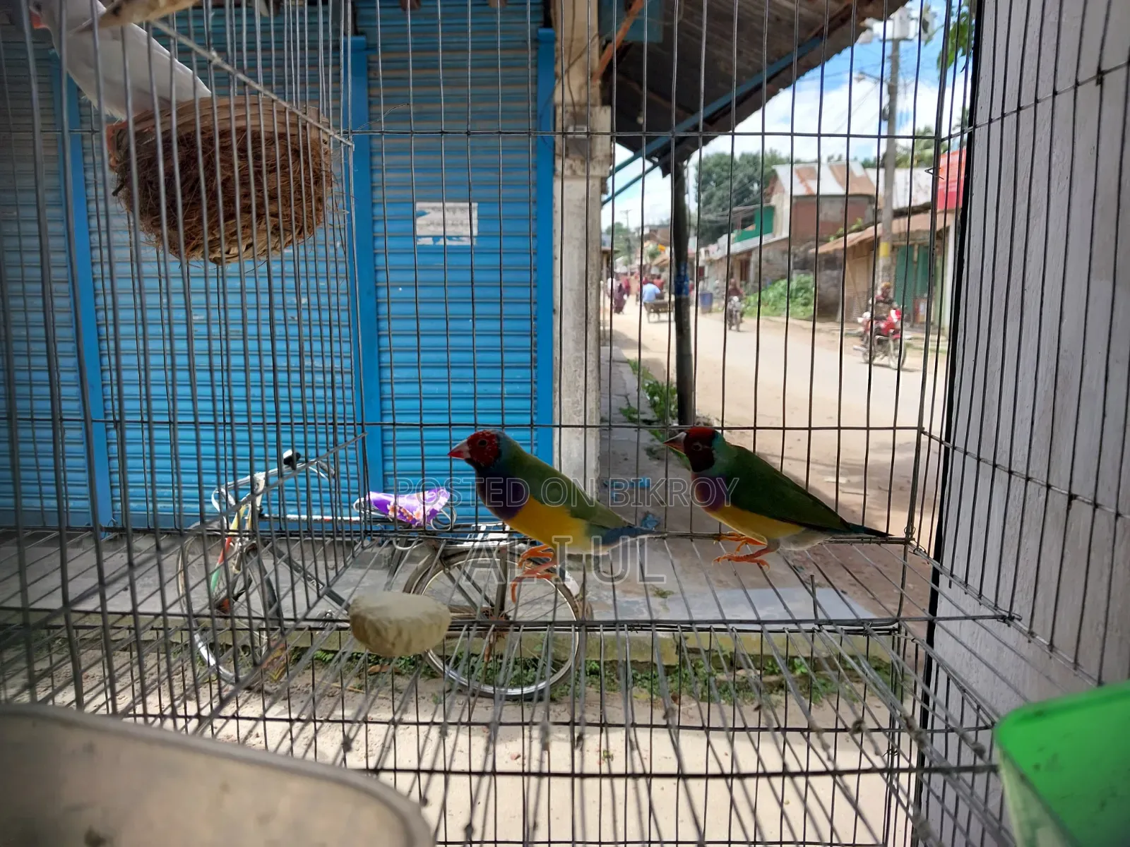 Gouldian Finch