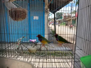 Gouldian Finch