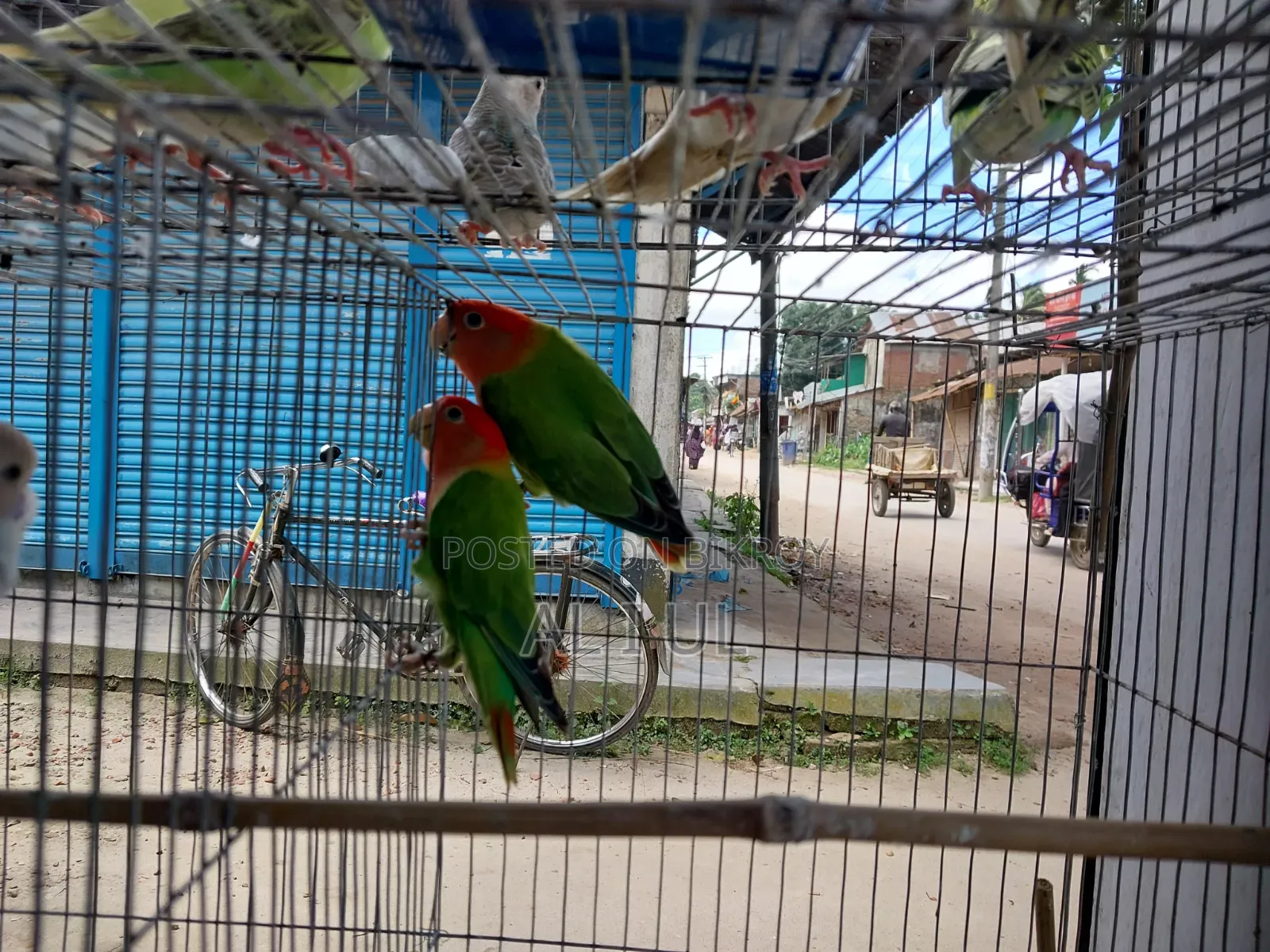 Lovebirds for sale
