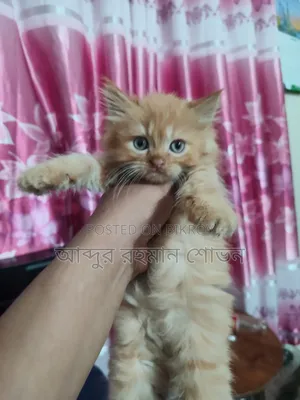 1-3 Months Female Purebred Persian