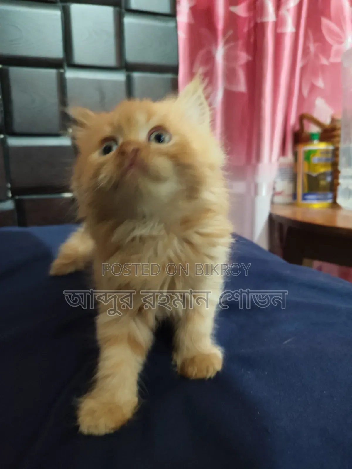 1-3 Months Female Purebred Persian