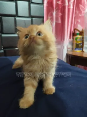 1-3 Months Female Purebred Persian
