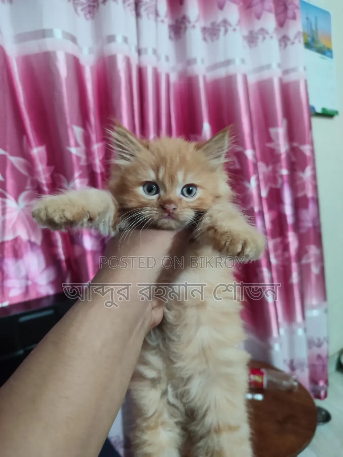 1-3 Months Female Purebred Persian