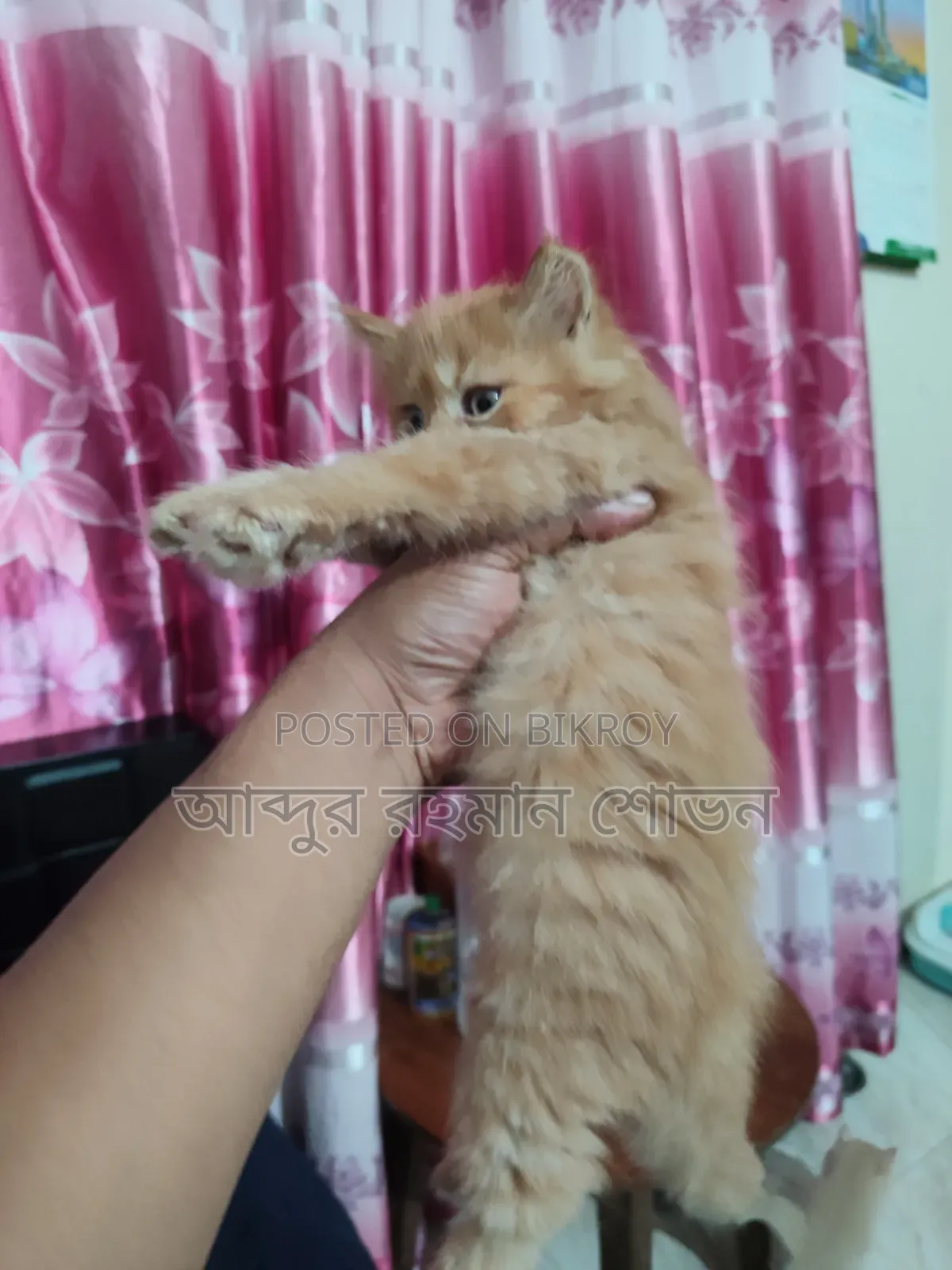1-3 Months Female Purebred Persian