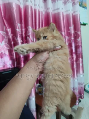 1-3 Months Female Purebred Persian