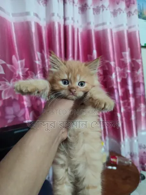 1-3 Months Female Purebred Persian
