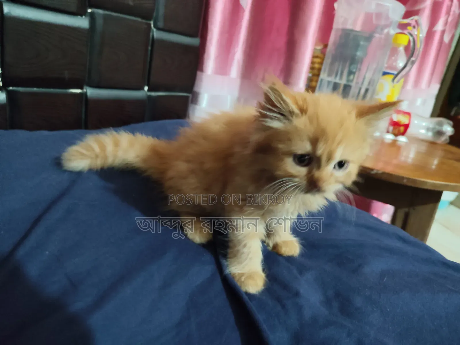 1-3 Months Female Purebred Persian