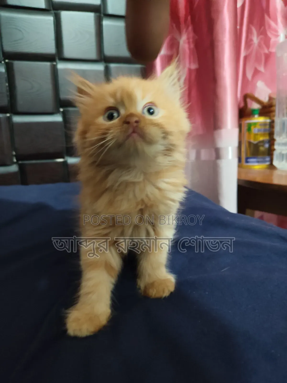 1-3 Months Female Purebred Persian