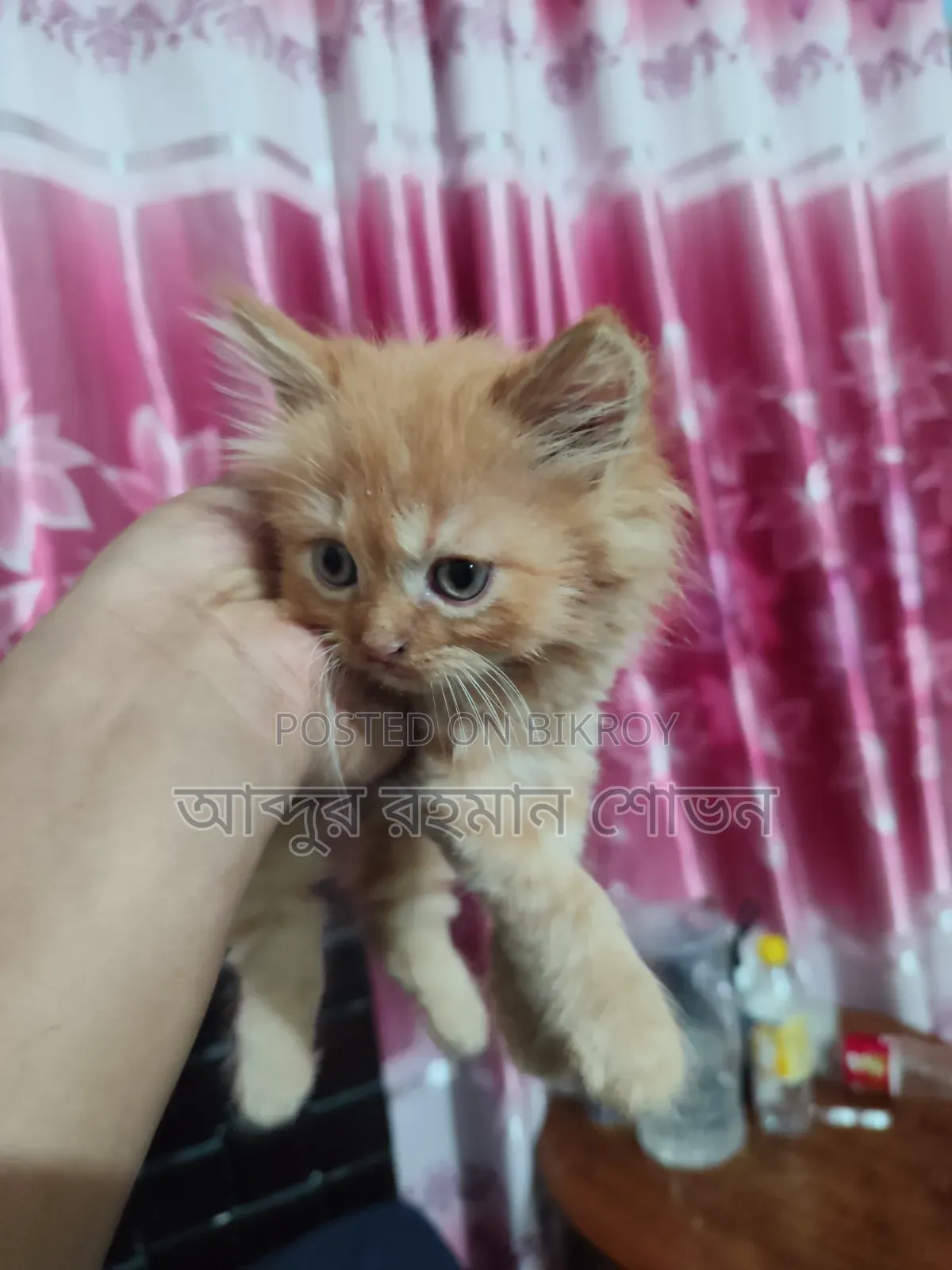 1-3 Months Female Purebred Persian