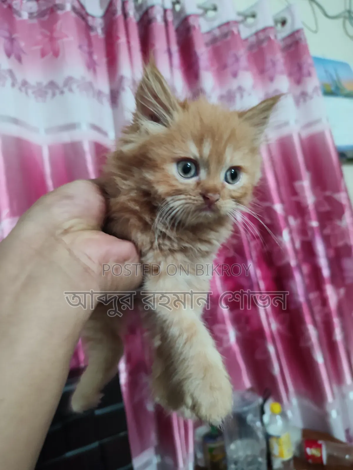 1-3 Months Female Purebred Persian