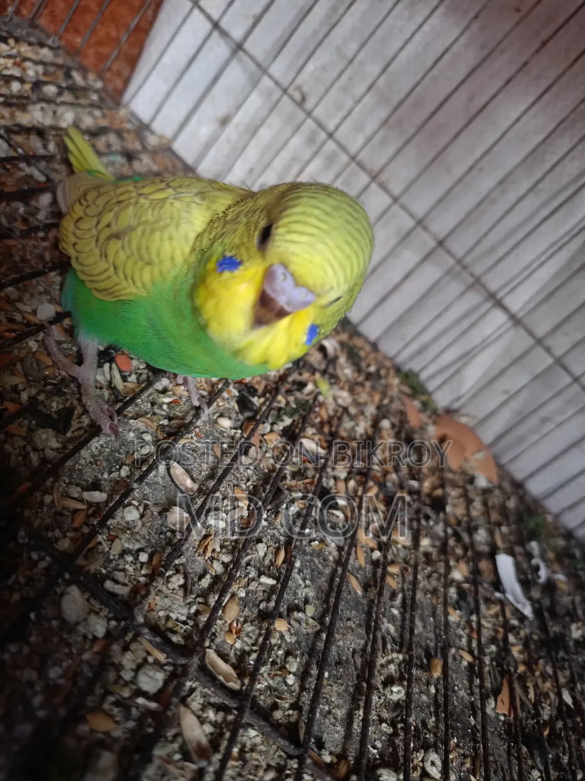 Budgerigar Bird