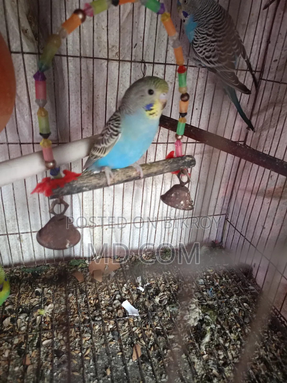 Budgerigar Bird