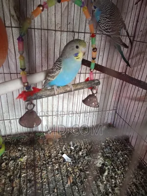 Budgerigar Bird
