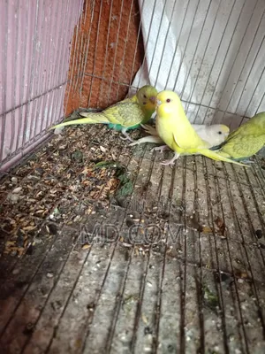 Budgerigar Bird