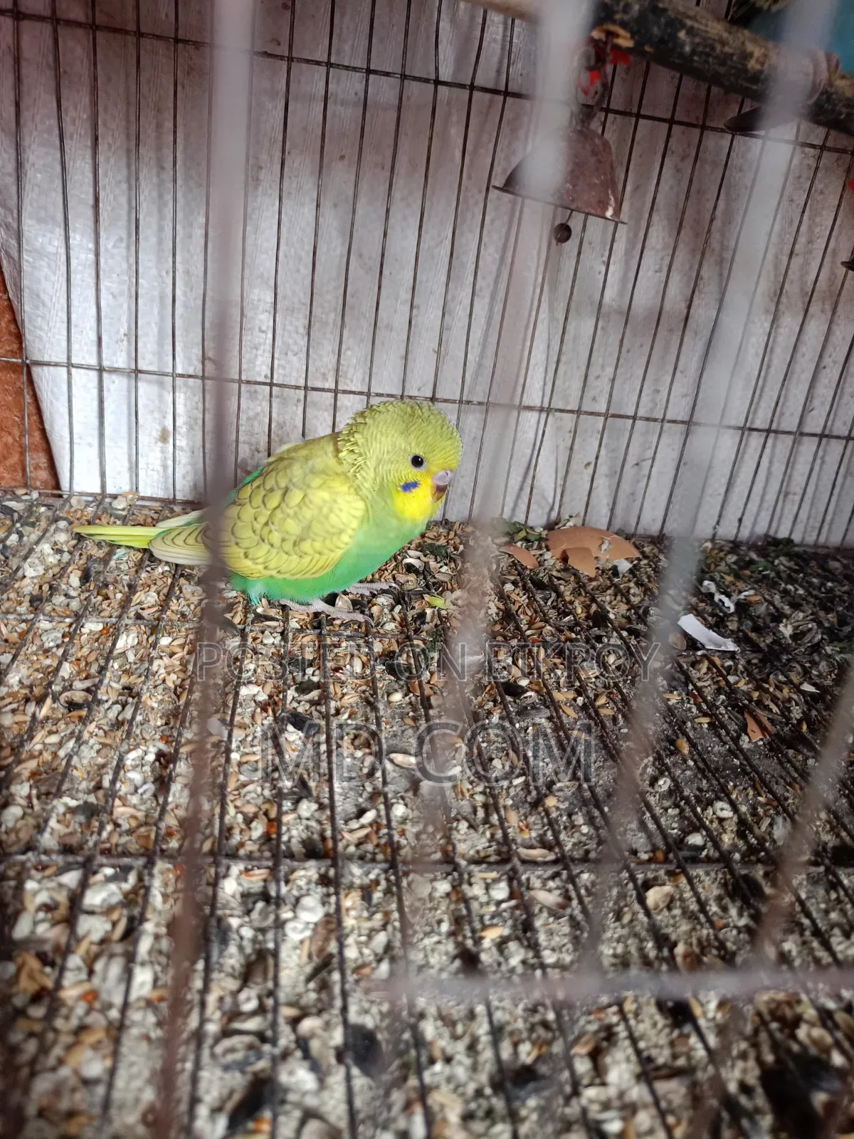 Budgerigar Bird