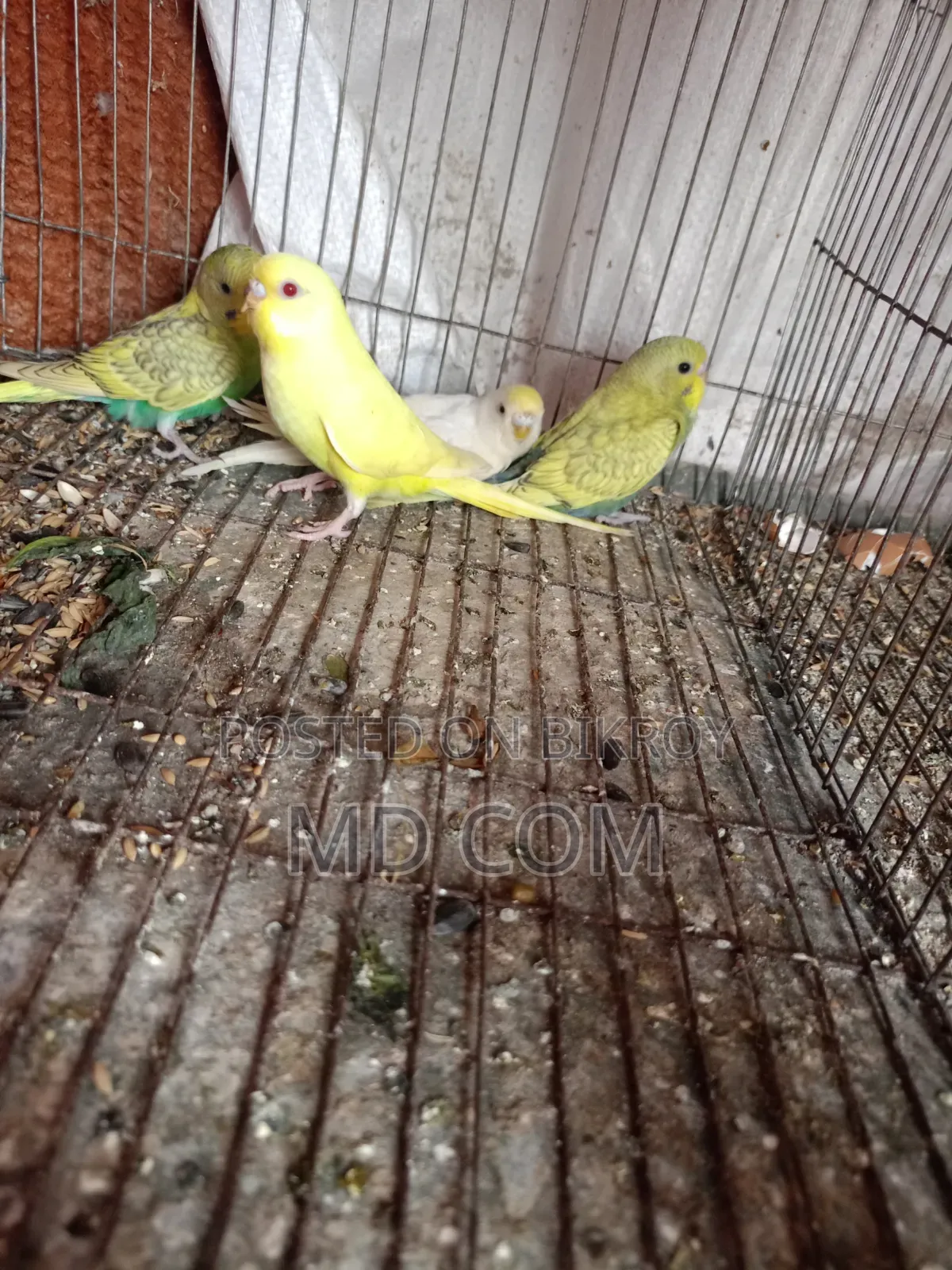 Budgerigar Bird
